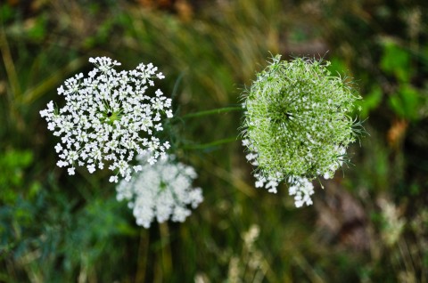 Queen Anne's Lace - Pretty but can be invasive!