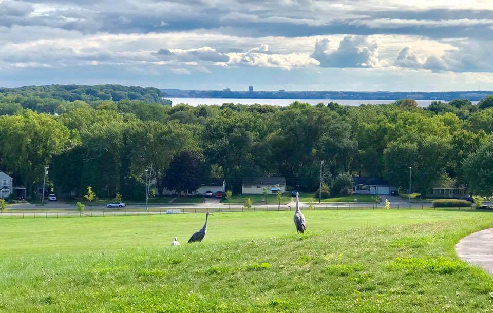 Cranes on the hill